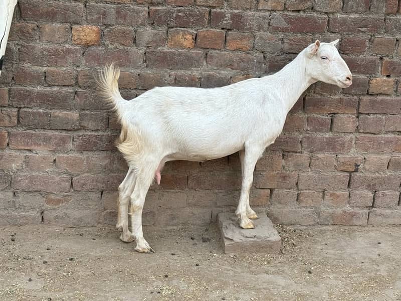 Gulabi teeda Goats 5