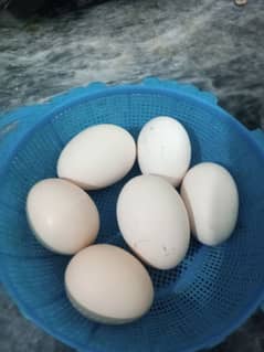 Desi andy dastiab hain / Desi eggs available