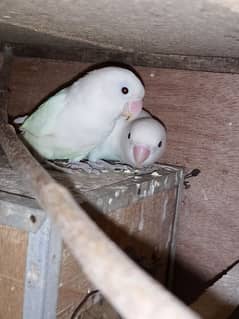 2 Albino Love Birds Pair For Sale