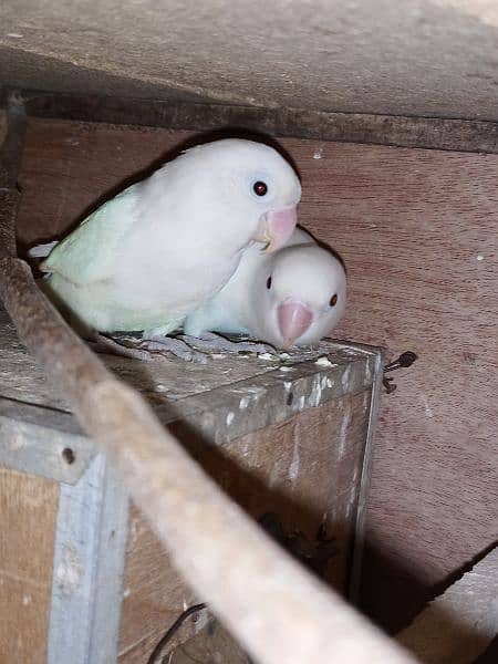 2 Albino Love Birds Pair For Sale 0