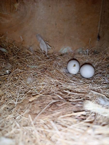 2 Albino Love Birds Pair For Sale 3