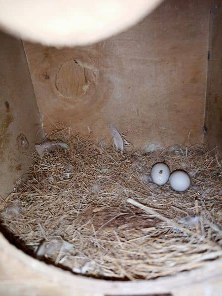 2 Albino Love Birds Pair For Sale 7