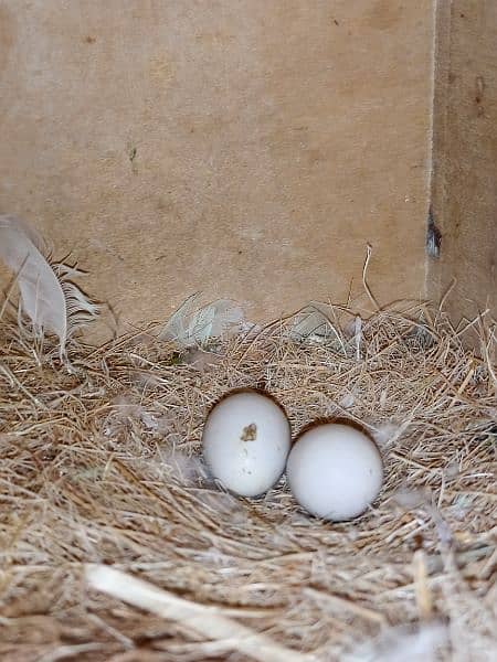 2 Albino Love Birds Pair For Sale 8