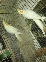 Cockatiel