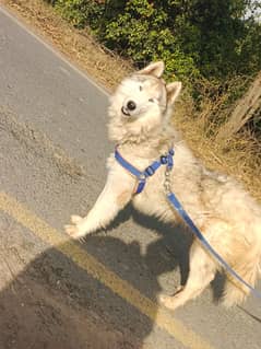 Serbian Husky Freindly dog for Children and family