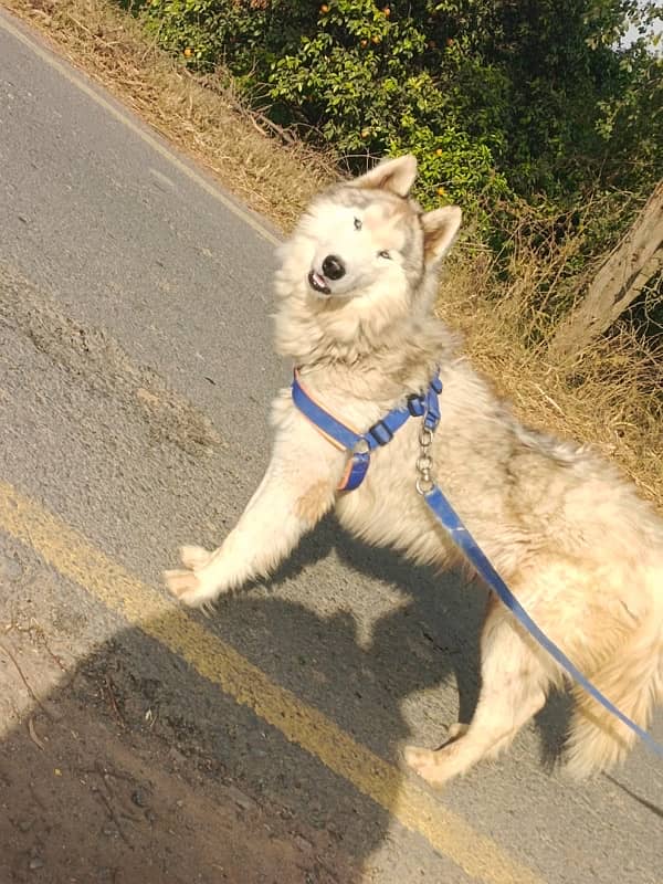 Serbian Husky Freindly dog for Children and family 0