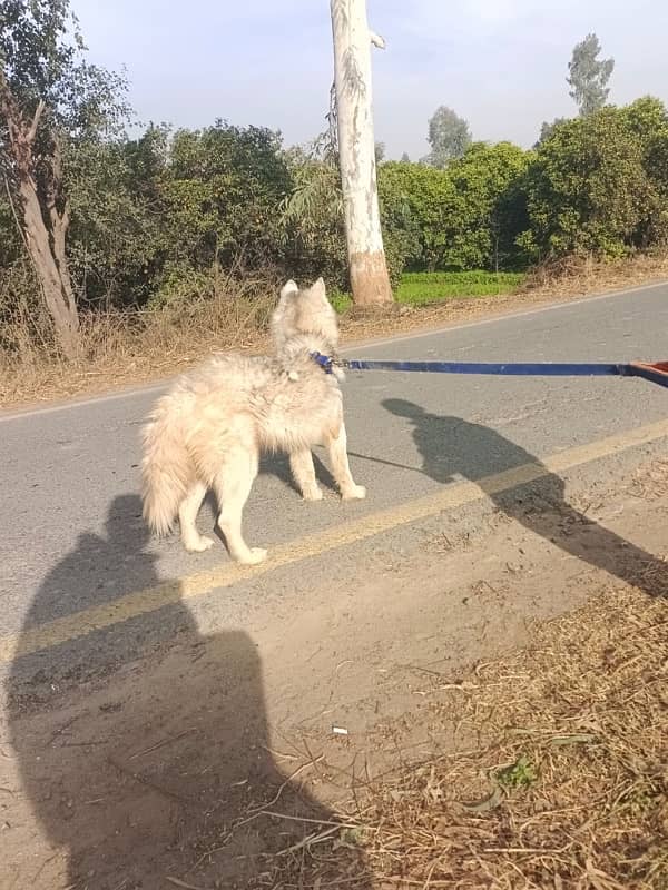 Serbian Husky Freindly dog for Children and family 1