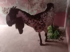 bital goat for sale