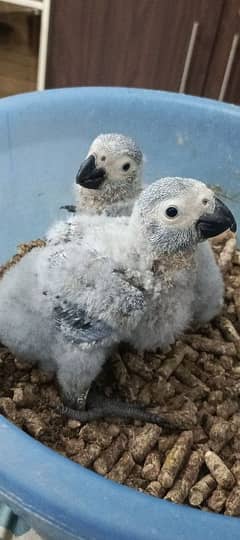 GREY parrot chick congo size