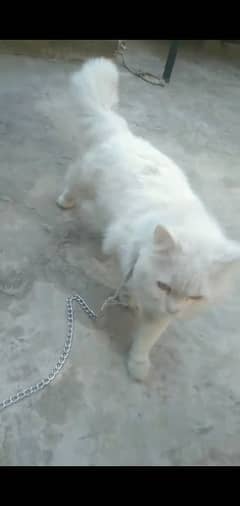 Persian cat ha heat py ha