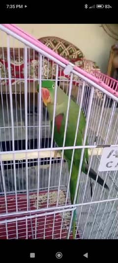 raw parrot for sale