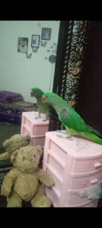 raw parrot for sale 1