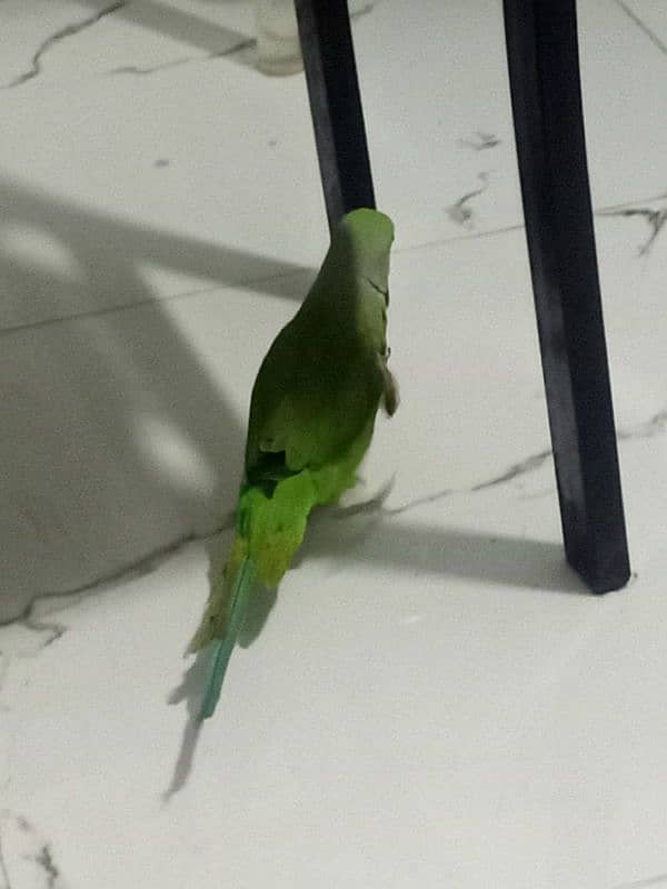 ring neck parrot 1