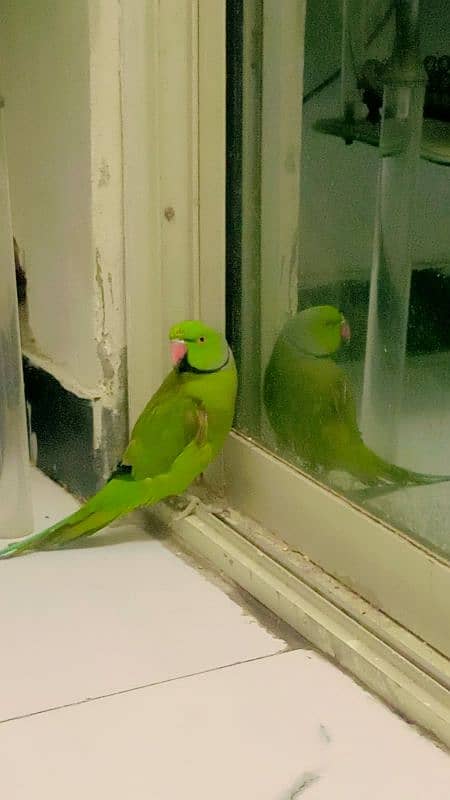 ring neck parrot 2