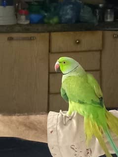 ring neck parrot