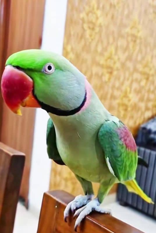 raw parrot for sale my WhatsApp number 03=26=74=83=108 1