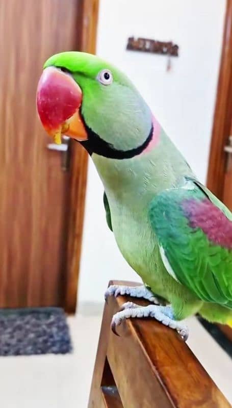 raw parrot for sale my WhatsApp number 03=26=74=83=108 2