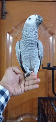 African Grey Parrot Talking are(SALAM YA HUSSAIN, YA ALI MADAD)