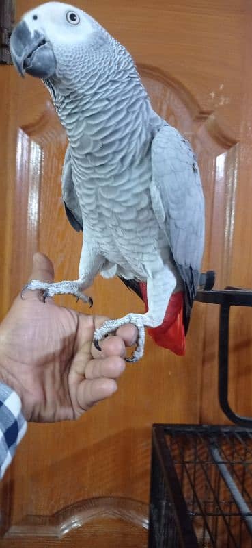 African Grey Parrot Talking are(SALAM YA HUSSAIN, YA ALI MADAD) 1