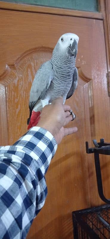 African Grey Parrot Talking are(SALAM YA HUSSAIN, YA ALI MADAD) 2