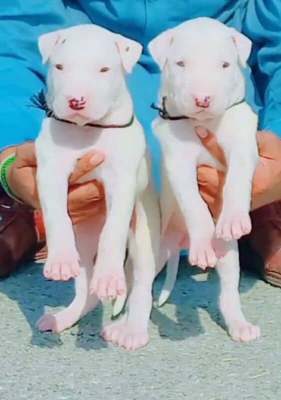 Bully gultair pair age 2 month for sale 0