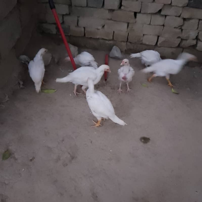 original paper white breeder Whatsapp 03299090842 10