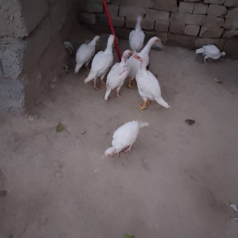 original paper white breeder Whatsapp 03299090842 11