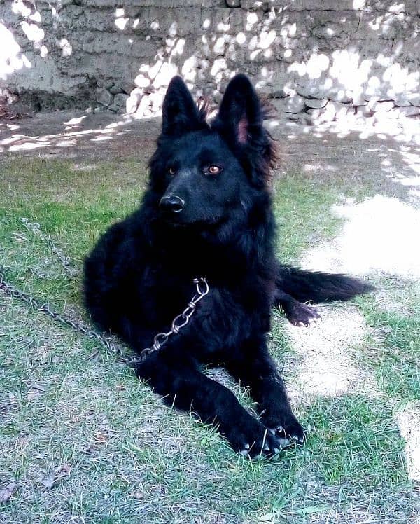 Black German Shepherd Puppies for Sale| Heavy bone long coat puppies 1