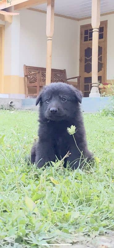 Black German Shepherd Puppies for Sale| Heavy bone long coat puppies 3