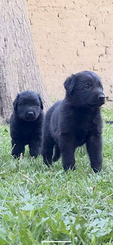 Black German Shepherd Puppies for Sale| Heavy bone long coat puppies 4