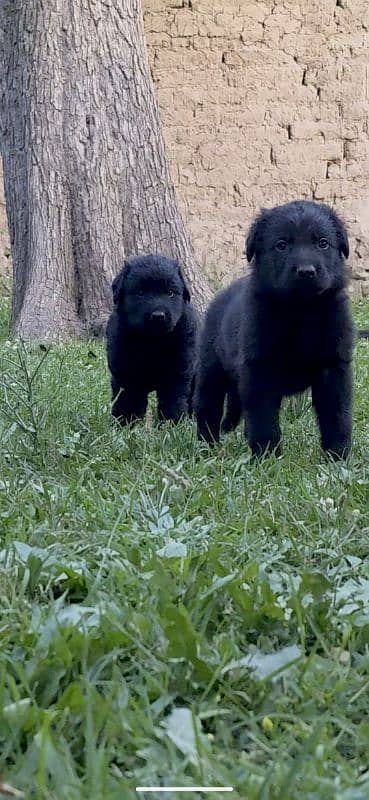 Black German Shepherd Puppies for Sale| Heavy bone long coat puppies 5