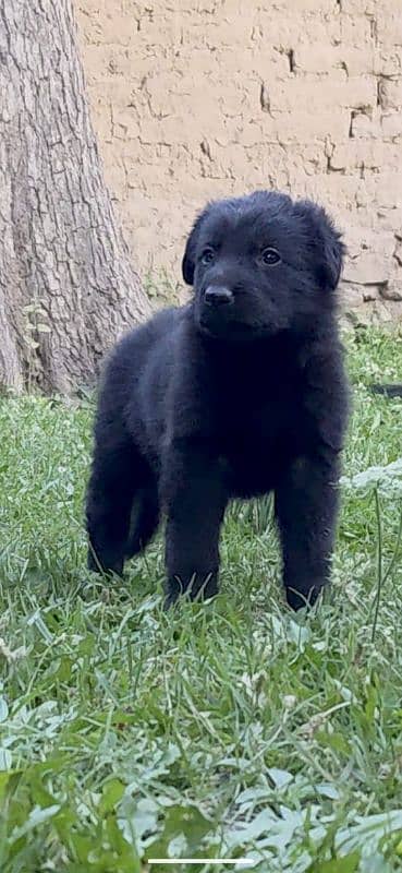 Black German Shepherd Puppies for Sale| Heavy bone long coat puppies 6