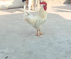 desi hens