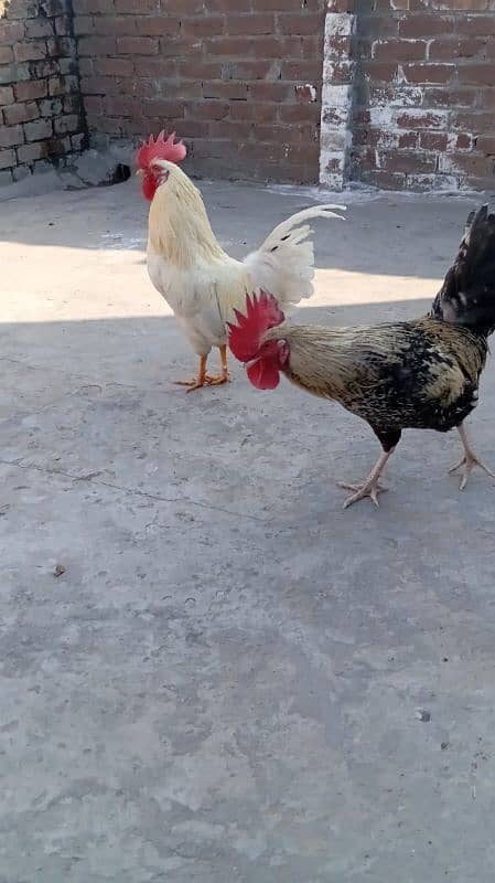 desi hens 2