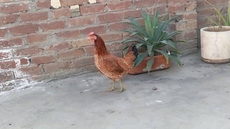 desi hens 3