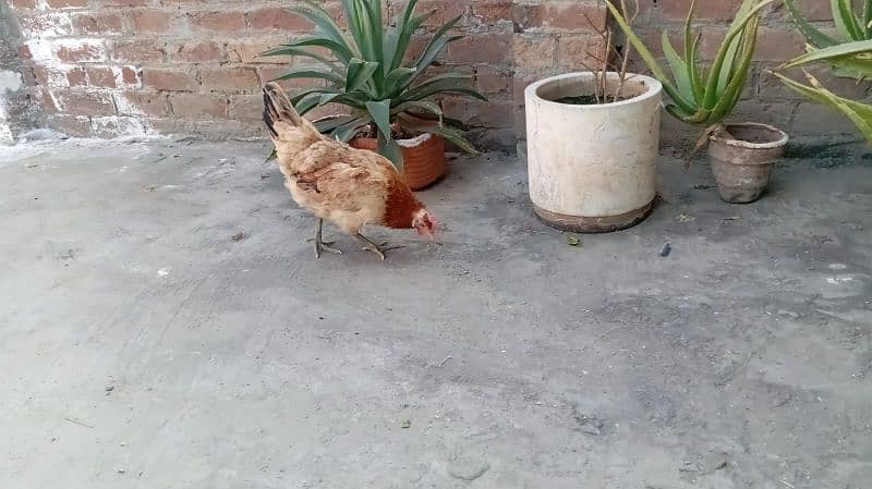 desi hens 4