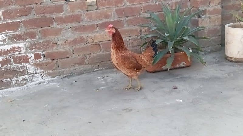 desi hens 7