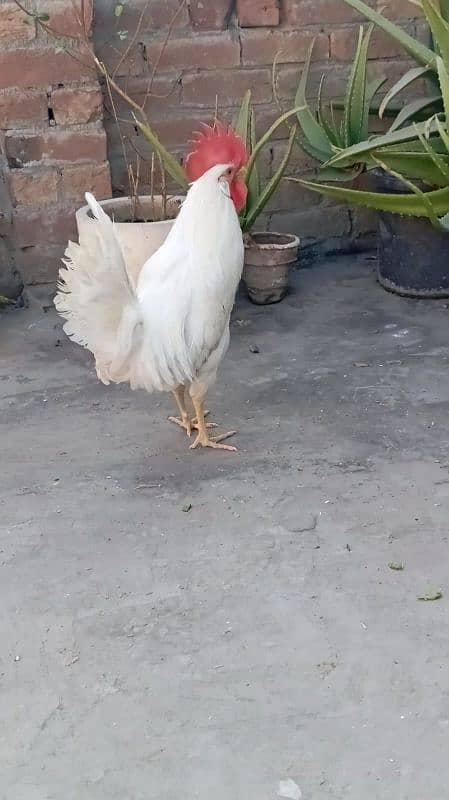 desi hens 8