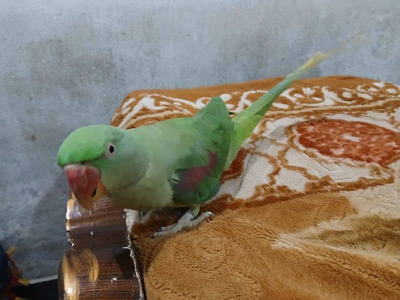 selling parrot 0