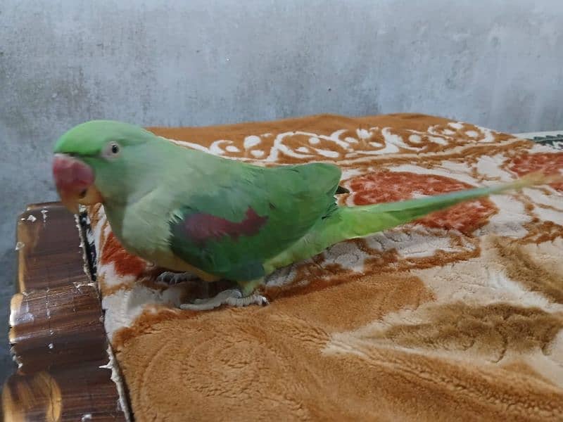 selling parrot 1