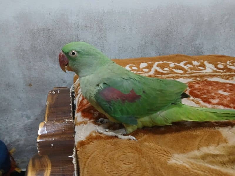 selling parrot 2