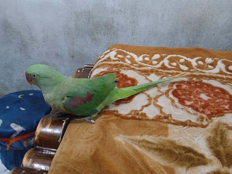 selling parrot 3