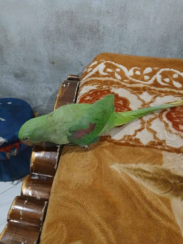 selling parrot 4