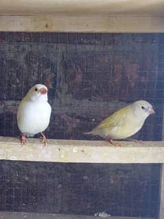 gouldian red  eye  chicks