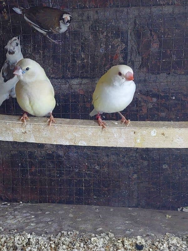 gouldian red  eye  chicks 1