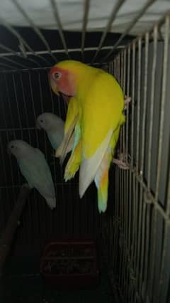 Love bird pair