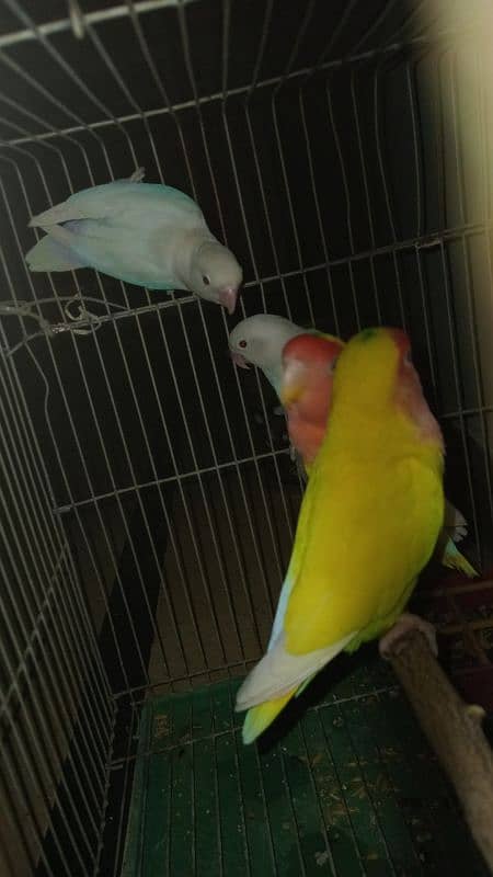 Love bird pair 1