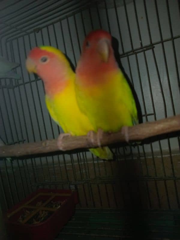 Love bird pair 2