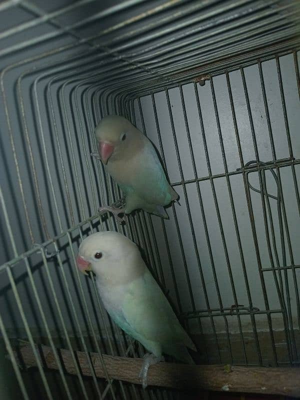 Love bird pair 3