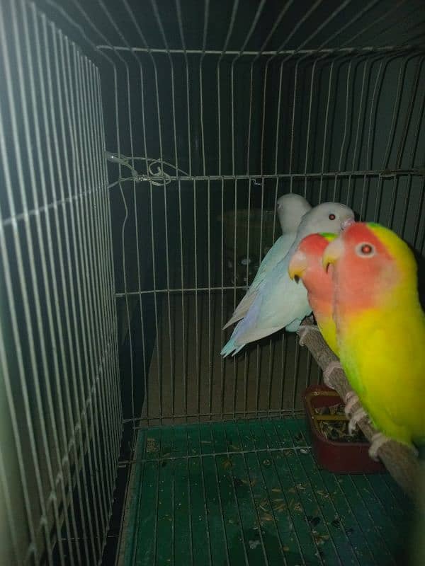 Love bird pair 4